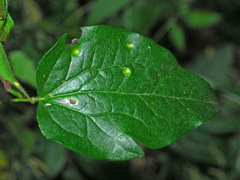 Solo delle foglie: Clematis vitalba (Ranunculaceae)